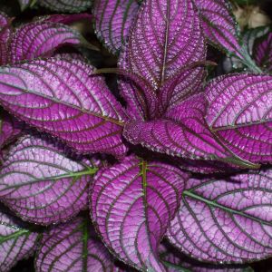 Strobilanthes (Persian Shield)